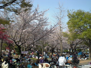 川崎のお花見スポット　南河原公園2
