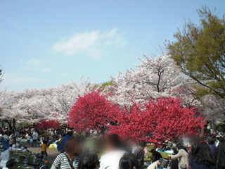 川崎のお花見スポット　南河原公園