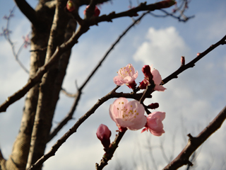 横浜市鶴見区の分譲賃貸マンション　ヨコハマオールパークス　桜