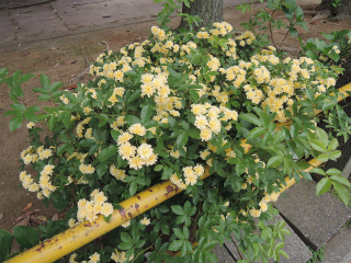 川崎市川崎区の賃貸マンション　ハートレィ四谷　４０２　クリーム色の花