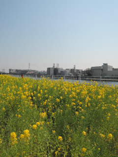 川崎市川崎区の賃貸マンション　リヴェール川崎　菜の花