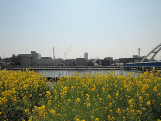 川崎市川崎区の賃貸マンション　リヴェール川崎　菜の花２