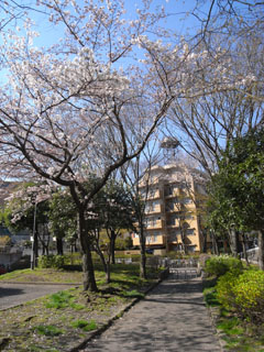 横浜市南区の分譲賃貸マンション　ニックハイム上大岡第３　桜