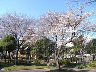 横浜市南区の分譲賃貸マンション　ニックハイム上大岡第３　桜　