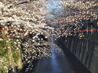 目黒川の桜４