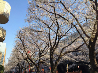 目黒川の桜３