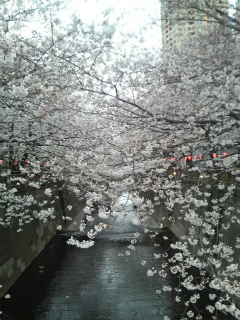 目黒川の桜２