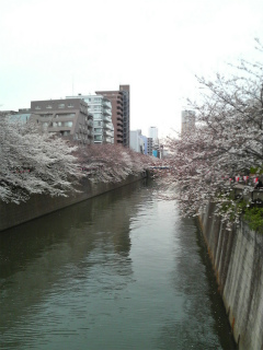 目黒川の桜