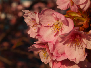 河津桜